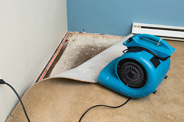 Best Mold removal after water damage  in Scranton, PA